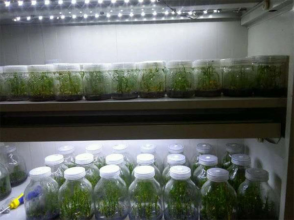 影響木本觀(guān)賞植物組培技術(shù)的要素分析