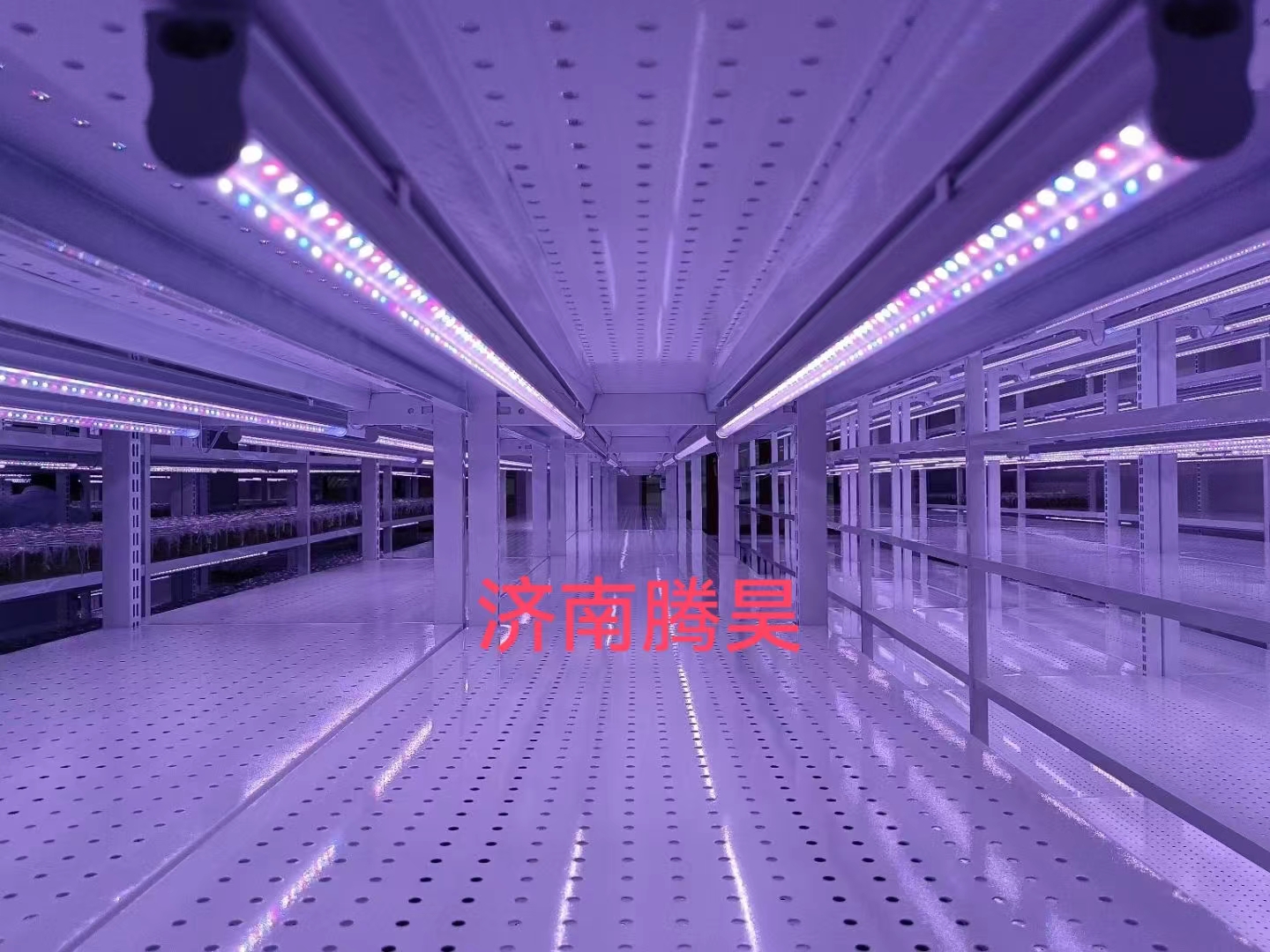 組培架，培養架，光照培養架，組培室設計，組培室無菌凈化